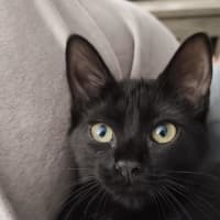 Photo of Knight