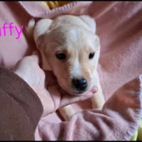 Photo of Muffy
