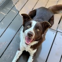 Photo of Rusty