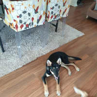 Photo of Ally   6 Month Old Kelpie X