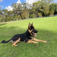 Photo of Yide   18 Month Old German Shepherd