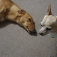 Photo of Buckley The Greyhound