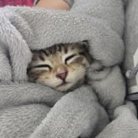 Photo of Meowly**2nd Chance Cat Rescue **