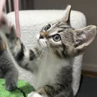 Photo of Goose