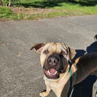 Photo of Gypsy