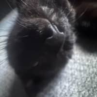 Photo of Pudding
