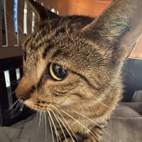 Photo of Jemima **2nd Chance Cat Rescue**