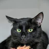 Photo of Ambrose