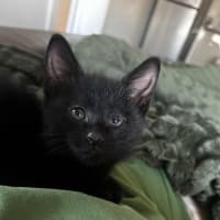 Photo of Riven (Puddin)