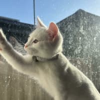 Photo of Lola   In Foster Care In Cranbourne