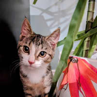 Photo of Avocado Meet Me@Petstock Chelsea Store