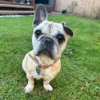Photo of Cookie