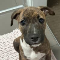 Photo of Nellie   9 Week Old Staffy X