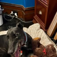 Photo of Meli, The Greyhound