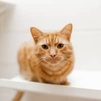 Photo of Jupiter