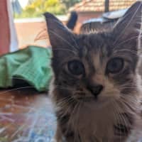 Photo of Teddy   In Foster Care In Thornbury