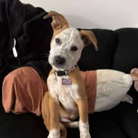 Photo of Buddy