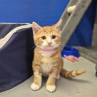 Photo of Oliver