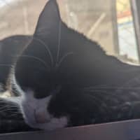 Photo of Sesame