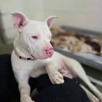 Photo of Casper
