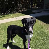 Photo of Daffodil