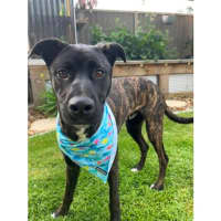 Photo of Tyson *$250 Adoption Fee*