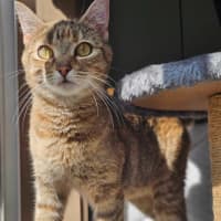 Photo of Willow