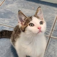 Photo of Muffin
