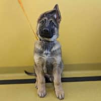 Photo of Teddy Imp 1663