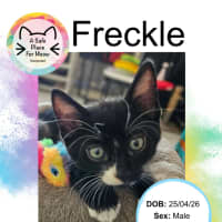 Photo of Freckle