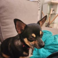 Photo of Meeka And Nugget