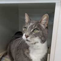 Photo of Smokey
