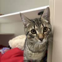 Photo of Disco 