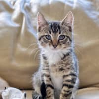 Photo of Patch