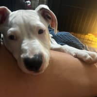 Photo of Boof   4 Month Old Staffy X (Trial)