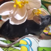Photo of Tulip