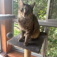 Photo of Pippi