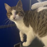 Photo of Biscuit