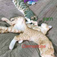 Photo of Clementine