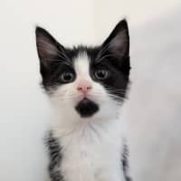 Photo of Cappuccino