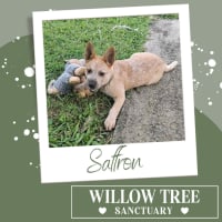 Photo of Saffron