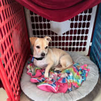 Photo of Archie   3 Year Old Chihuahua X Jack Russell