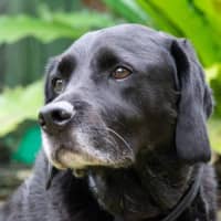 Photo of Tetley Valenti