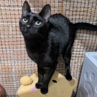 Photo of Reglisse