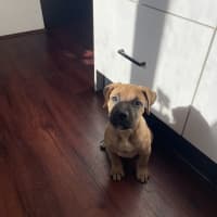Photo of Atlas
