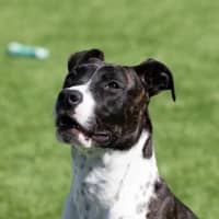 Photo of Rover