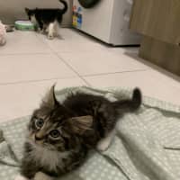 Photo of Gizmo (Was Pesto)