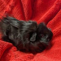 Photo of Quenda 