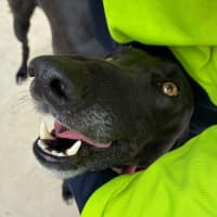 Photo of Stinky The Greyhound