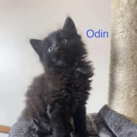 Photo of Odin